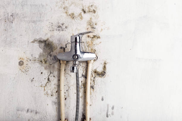 Best Fast Mold Removal  in Endwell, NY