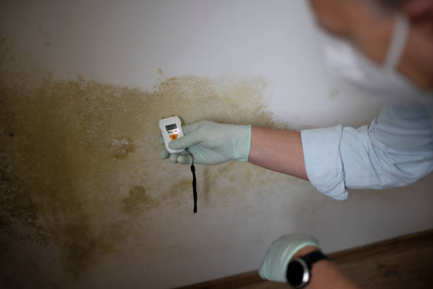 Best Certified Mold Removal  in Endwell, NY