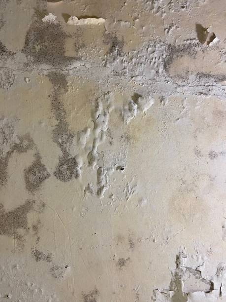 Best Local Mold Removal Service  in Endwell, NY